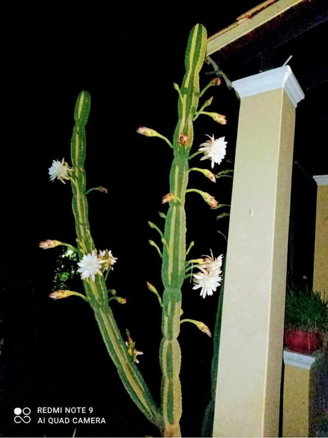 Roula'S House Βίλα Nymfai Εξωτερικό φωτογραφία
